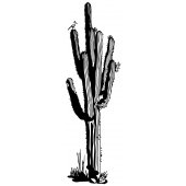 Vinilo decorativo Cactus