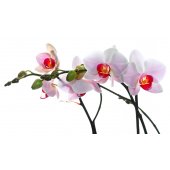 Vinilo decorativo orquídea