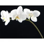 Vinilo decorativo orquídea