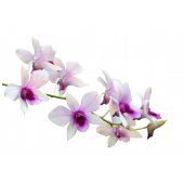 Vinilo infantil orquídea