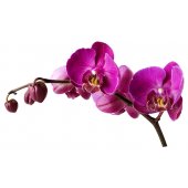 Vinilo infantil orquídea